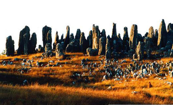 Stone Forest