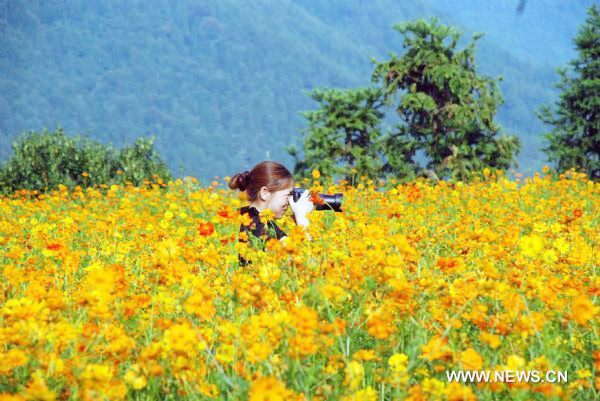 Cosmos flowers in full blossom in east China