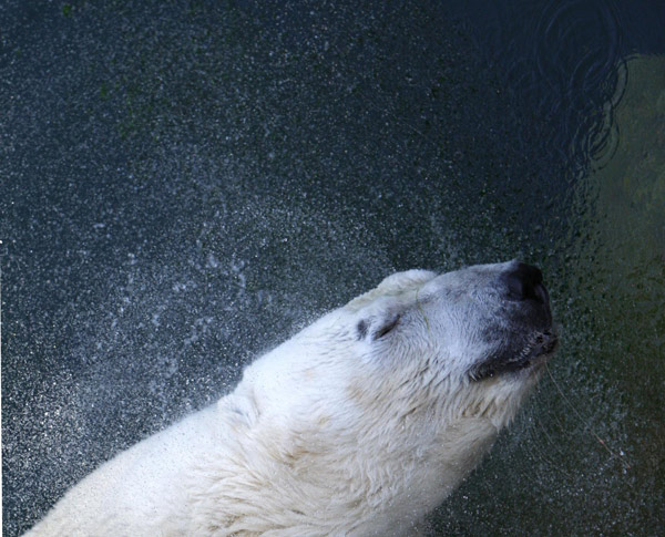 A visit to Budapest's Zoo