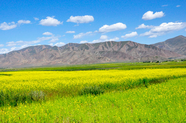 Harvest season in Tibet