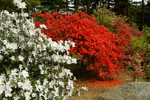 The idyllic forests of Lushan Mountain