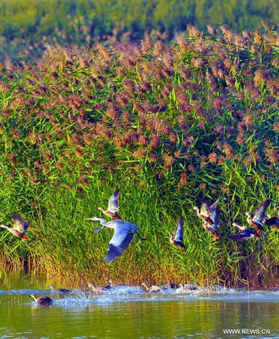 Birds' paradise: wetland of Tengger Desert in NW China