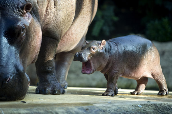 Happy Happy Hippos