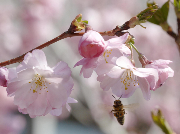 Sunny spring in Lausanne