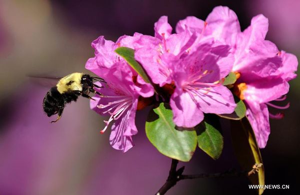 Northern hemisphere embraces flourishing spring flowers