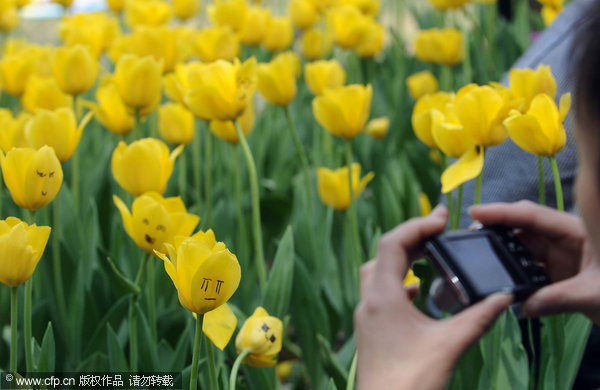 Tulip graffiti blooms