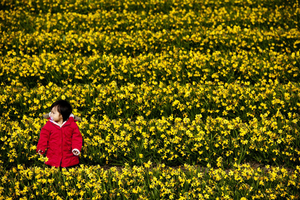 Tulips bloom in Amsterdam