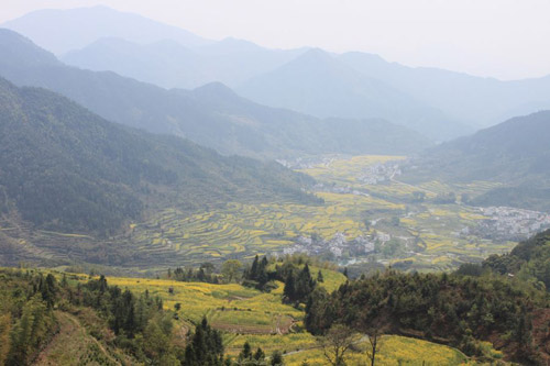 Rape Flowers in Wuyuan