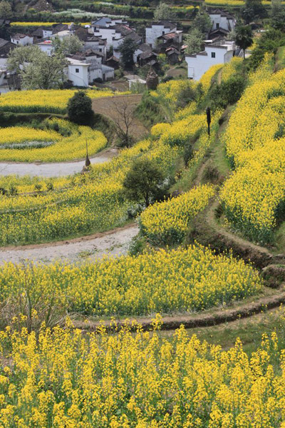 Rape Flowers in Wuyuan