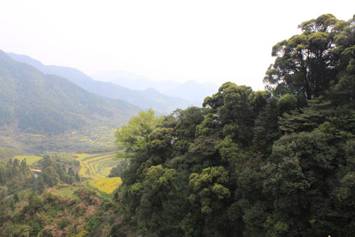 Rape Flowers in Wuyuan