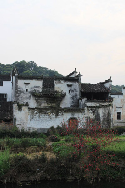 Rape Flowers in Wuyuan