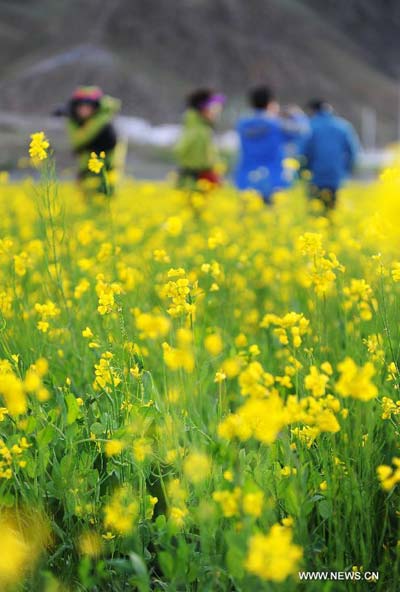 Rape flower scenery in Tibet