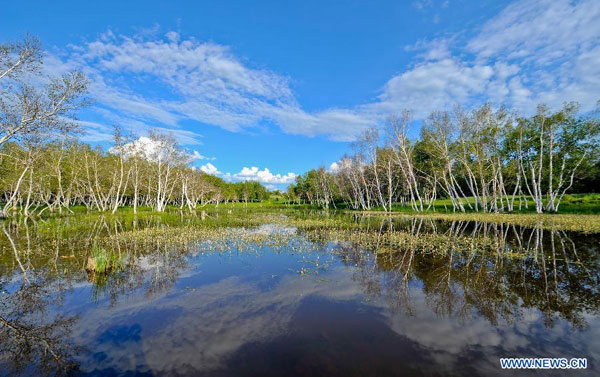 Tranquil Xilin Gol grassland in summer