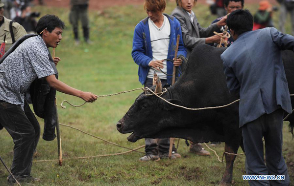 Bullfight at China's Yi ethnic group's Torch Festival