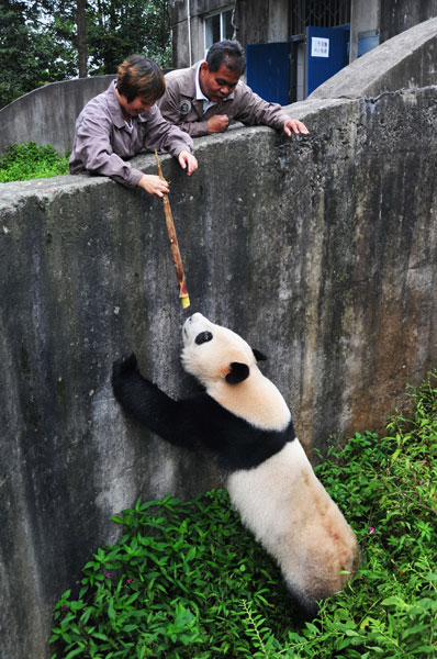 Two giant pandas relocate to Singapore