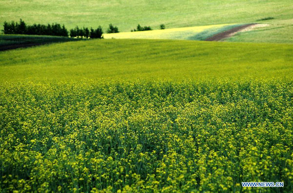 Picturesque scenery of Hulun Buir grassland