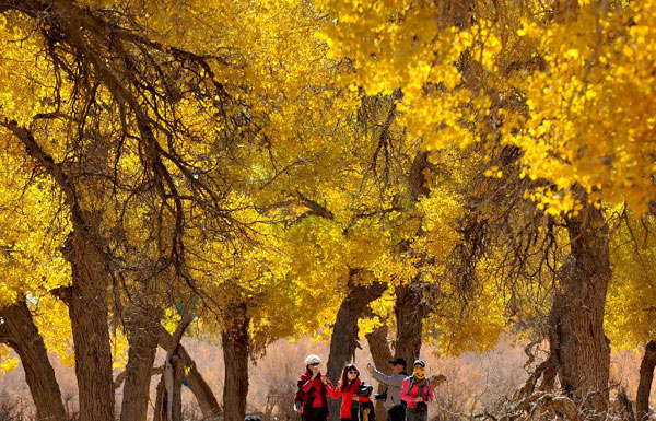 Autumn scenery of populus euphratica forest attracts tourists in N China