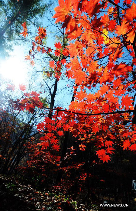 Maples on Guanmen Mountain in Benxi, NE China