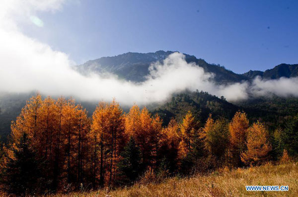 Autumn scenery of Jiajinshan National Forest Park in Sichuan