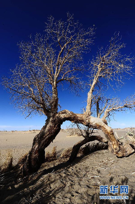 Late autumn scenes in Qinghai