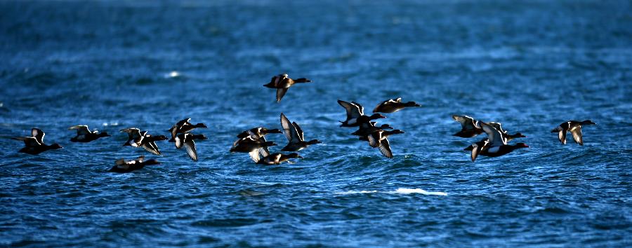 Beautiful scenery of Qinghai Lake