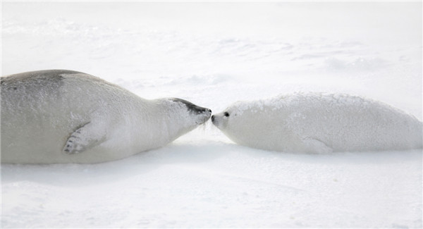 Photos capture Arctic beauty before it is too late