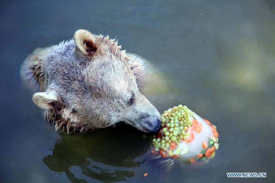 Lovely animals escape scorching heat