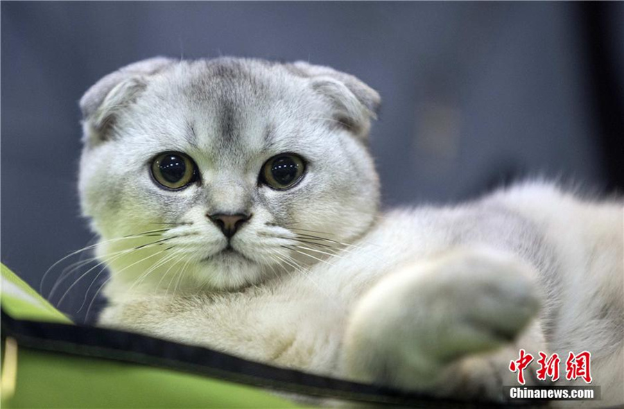 Cute cat show warms up Minsk