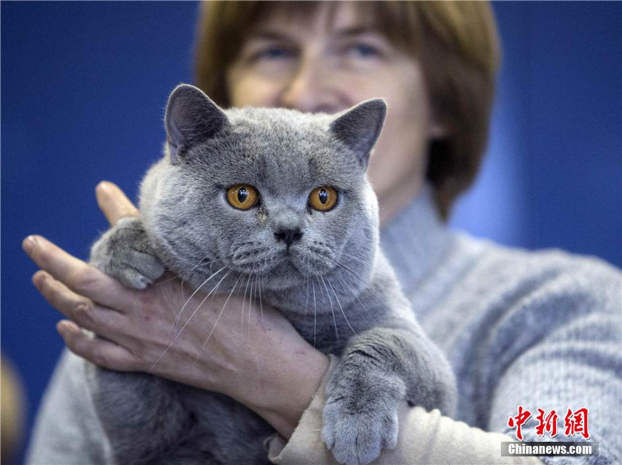 Cute cat show warms up Minsk