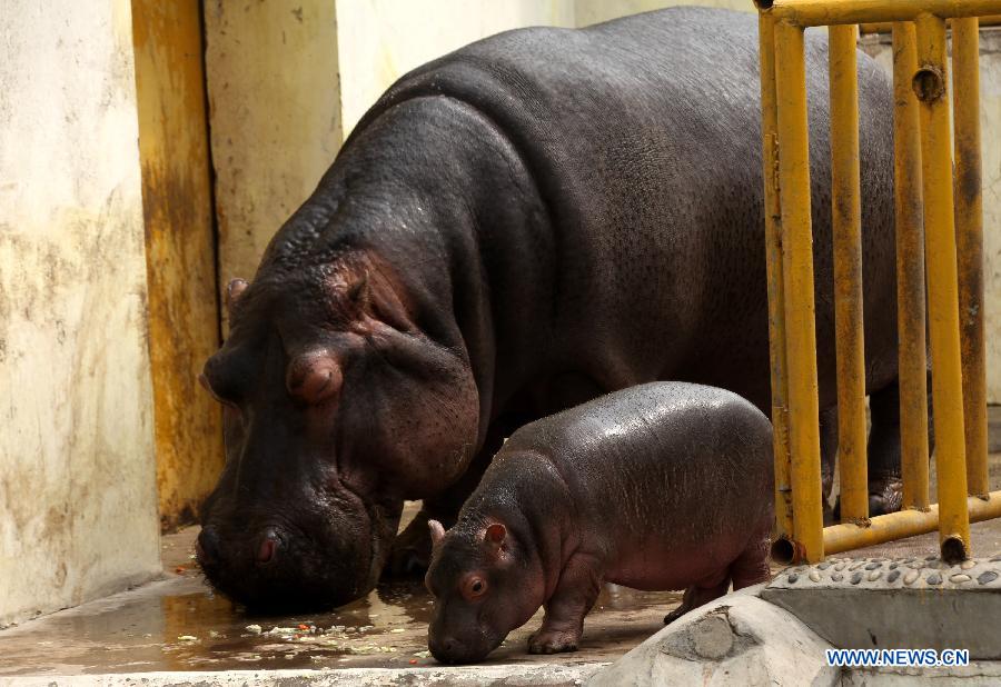 Daily life of hippos family at Jinan zoo