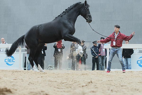 Equine esteem and horse lovers