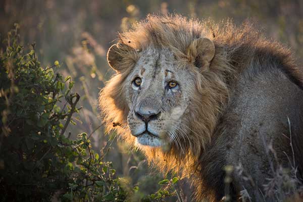 Chinese wildlife conservationist adopted by Kenya's Maasai community