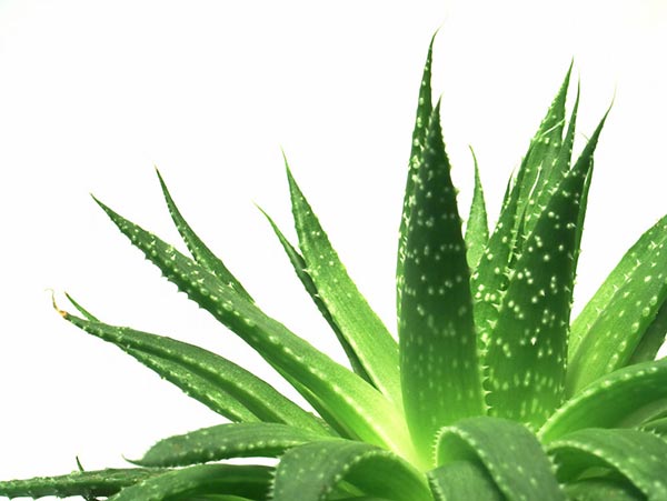 Seminar held on medical value of aloe wood