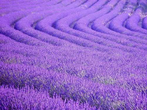 Provence