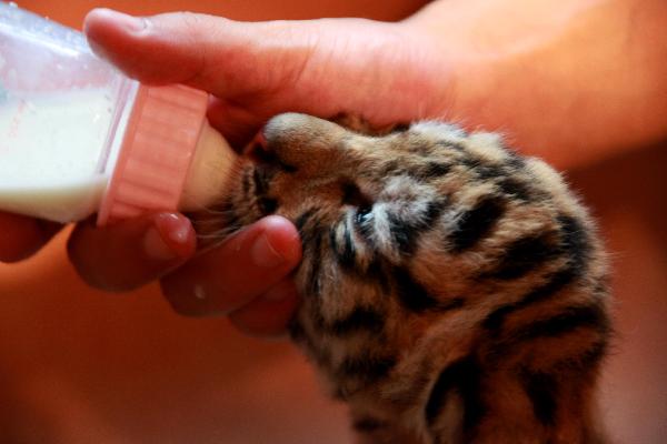 Three Siberian tiger cubs born in Huangshang city