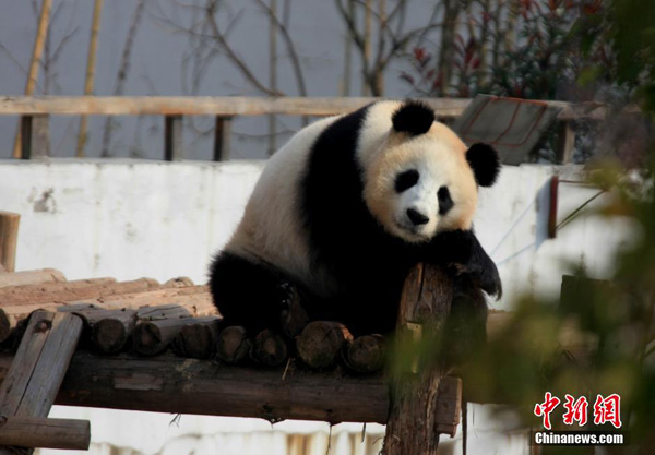 Pandas enjoy sunny winter time in Anhui