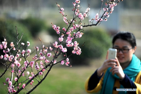 Hefei citizens enjoy plum blossoms at Nanyanhu Park