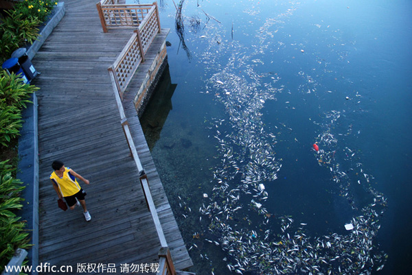 Dead fish float on Yundang Lake after Typhoon Matmo