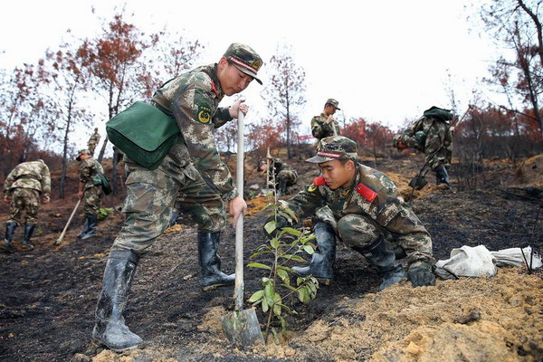 Soldiers and trees