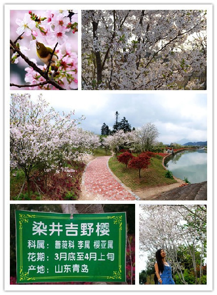 Japanese cherry blossom dazzles in Zhangping