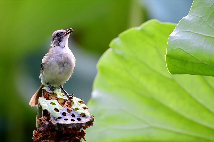 Summer lotus blossoms attract birds