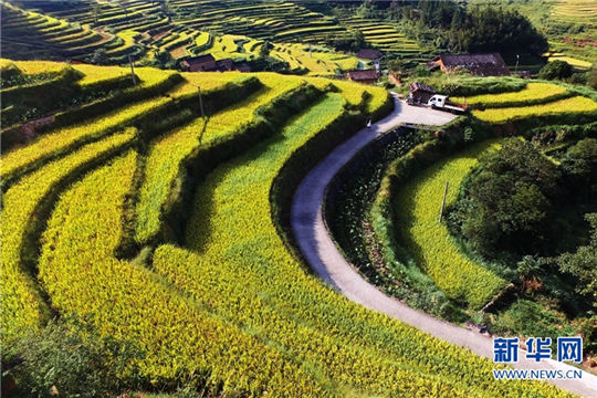 Magnificent rice terraces turn golden in Fujian