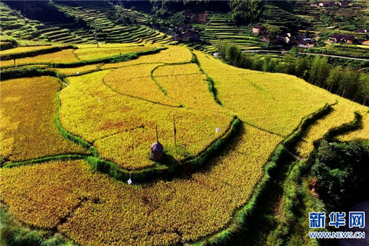 Magnificent rice terraces turn golden in Fujian