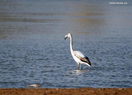 Flamingo seen at Heihe Wetland National Nature Reserve in NW China