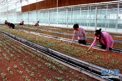 Potatoes grow wealth in Dingxi