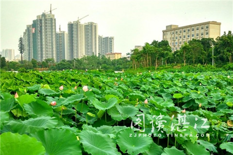 Lotus ready to welcome visitors in Zhanjiang