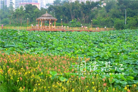 Lotus ready to welcome visitors in Zhanjiang