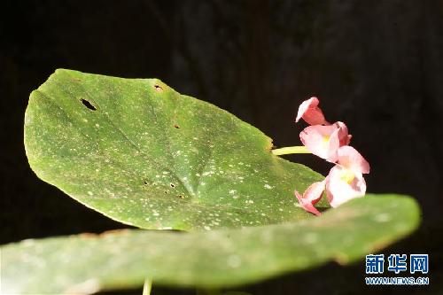 Chinese-French scientific team finds abundant resources in Hechi