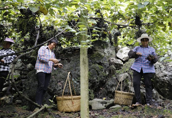 Bumper crop of grapes gathered in Hechi