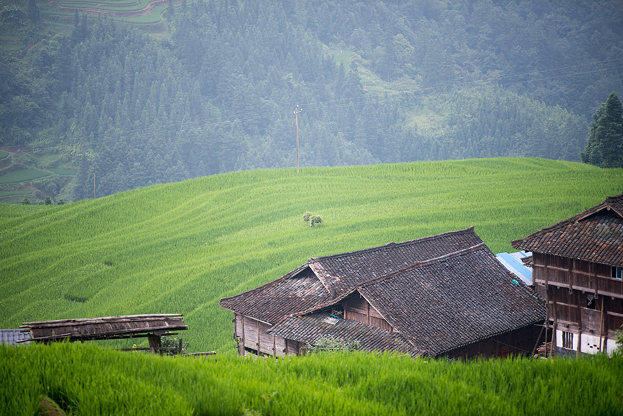 Refreshing summer scene of Jiabang terraced fields in Guizhou province